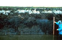 Metula marsh